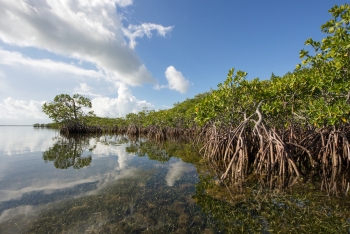 MANGROVE DAY - NGÀY QUỐC TẾ  BẢO TỒN HỆ SINH THÁI RỪNG NGẬP MẶN